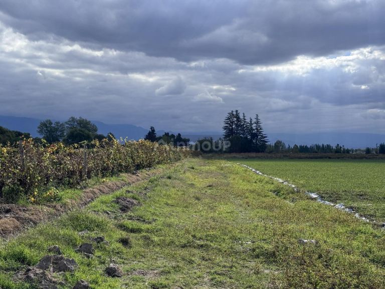 Campo en Venta en San Carlos, Mendoza