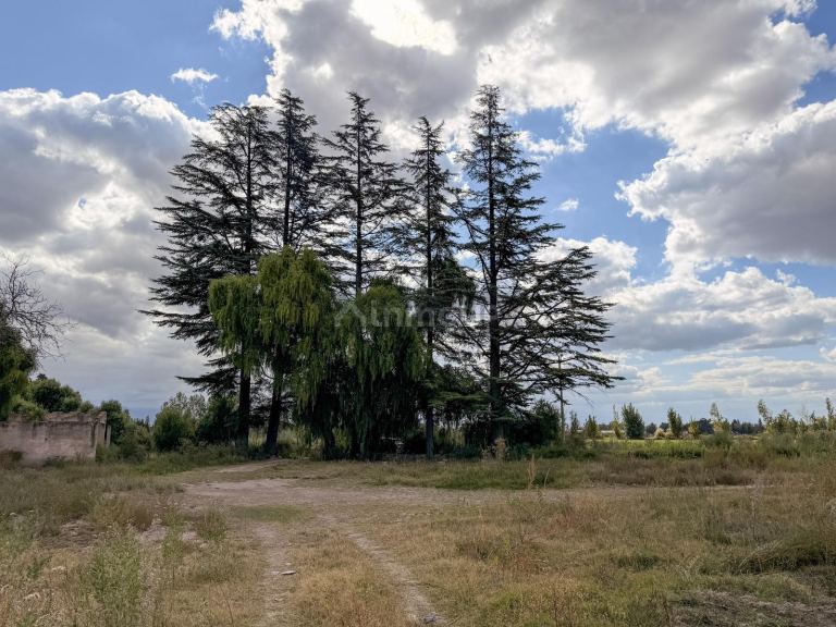 Campo en Venta en San Carlos, Mendoza