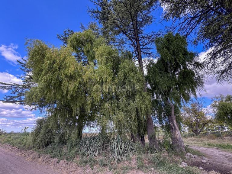 Campo en Venta en San Carlos, Mendoza