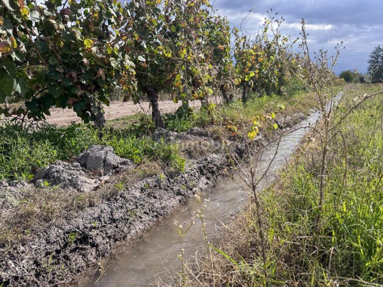 Campo en Venta en San Carlos, Mendoza