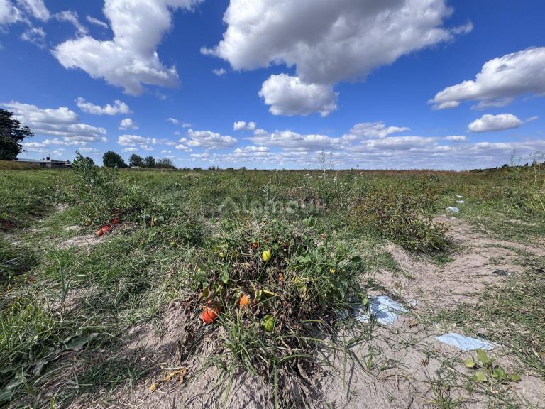 Campo en Venta en San Carlos, Mendoza