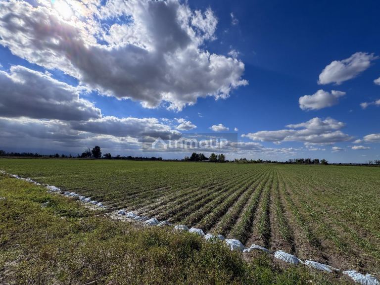 Campo en Venta en San Carlos, Mendoza