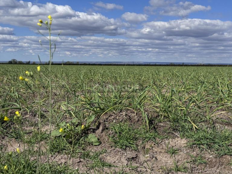 Campo en Venta en San Carlos, Mendoza