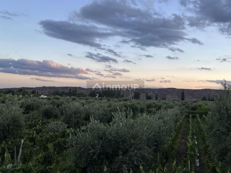 Finca en Venta en Maipu, Mendoza