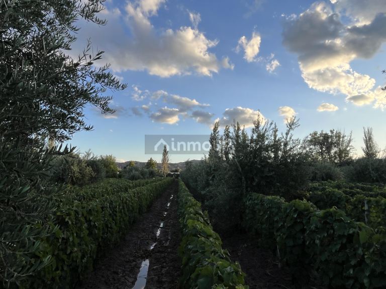 Finca en Venta en Maipu, Mendoza