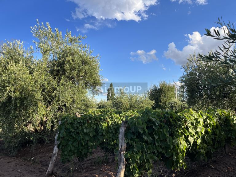 Finca en Venta en Maipu, Mendoza