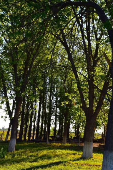 Finca en Venta en Santa Rosa, Mendoza