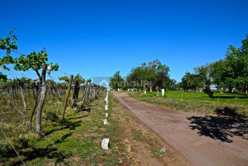 Finca en Venta en Santa Rosa, Mendoza