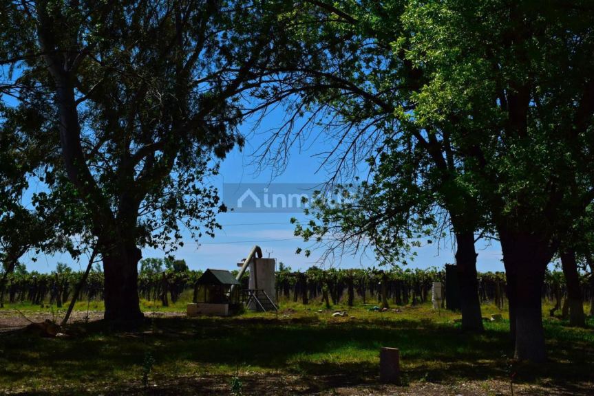 Finca en Venta en Santa Rosa, Mendoza