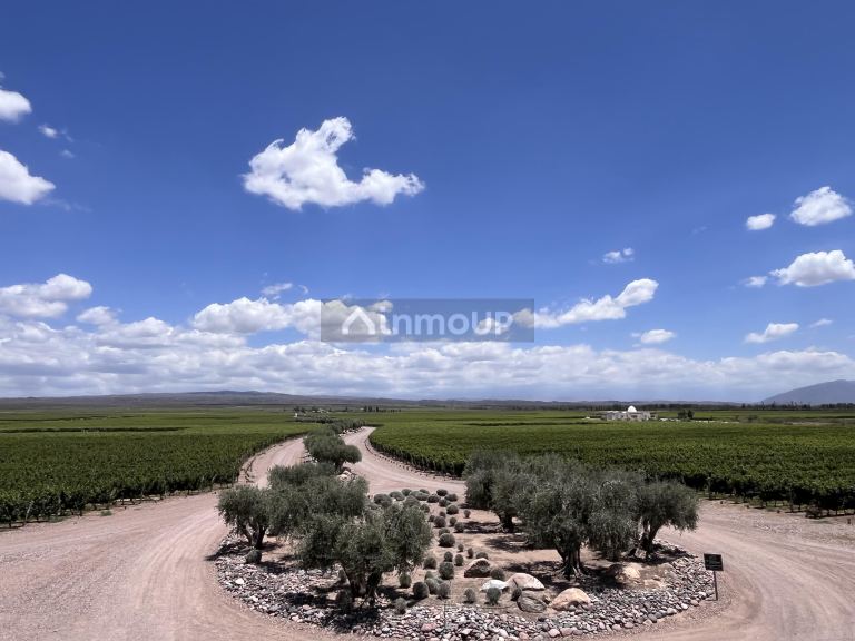 Bodega con Viñedo en Venta en Lujan de Cuyo, Mendoza