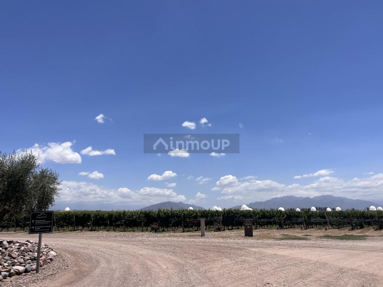 Bodega con Viñedo en Venta en Lujan de Cuyo, Mendoza