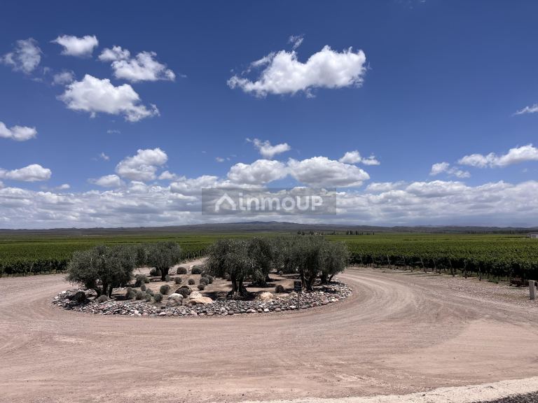 Bodega con Viñedo en Venta en Lujan de Cuyo, Mendoza