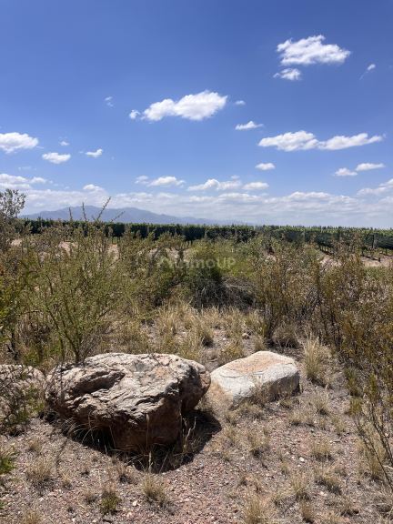 Bodega con Viñedo en Venta en Lujan de Cuyo, Mendoza
