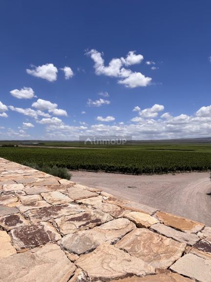 Bodega con Viñedo en Venta en Lujan de Cuyo, Mendoza