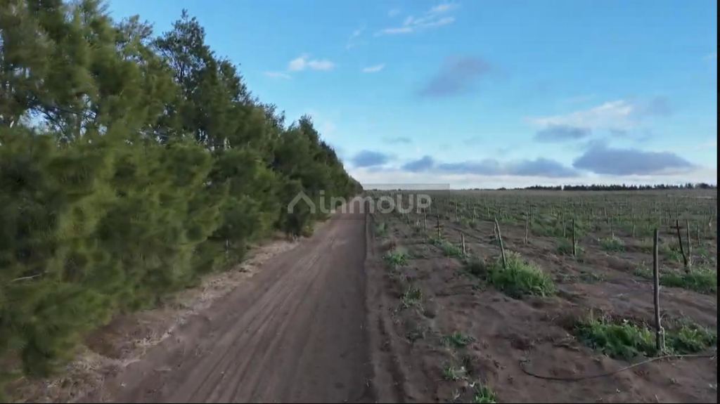 Finca en Venta en Santa Rosa, Mendoza