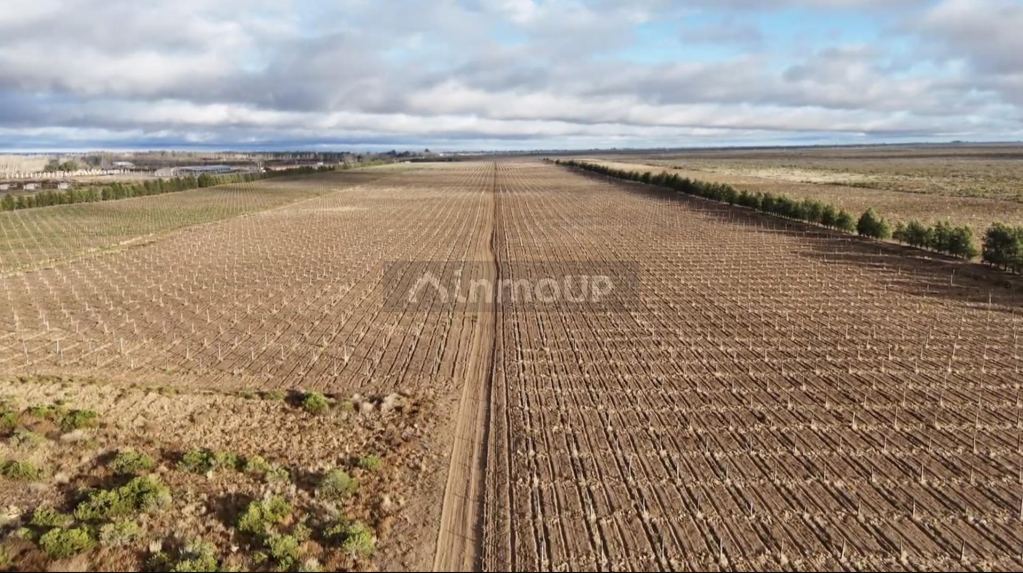 Finca en Venta en Santa Rosa, Mendoza