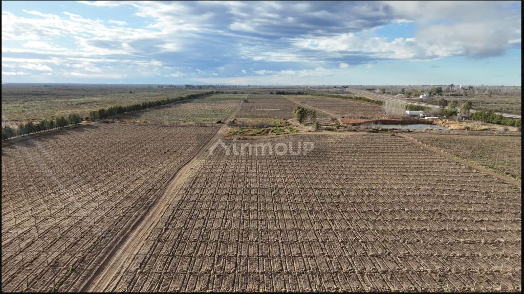 Finca en Venta en Santa Rosa, Mendoza