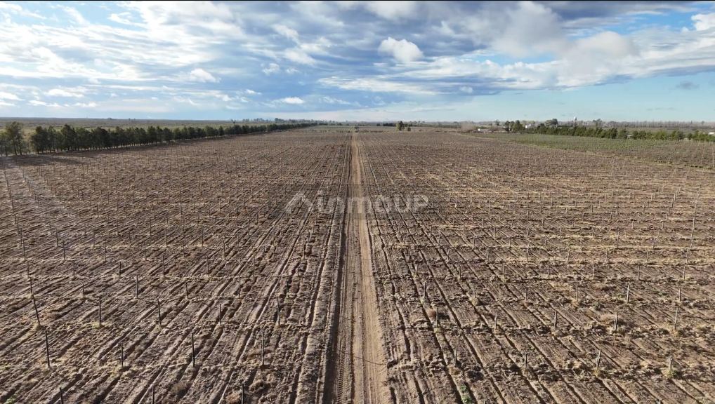 Finca en Venta en Santa Rosa, Mendoza