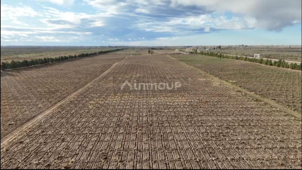 Finca en Venta en Santa Rosa, Mendoza