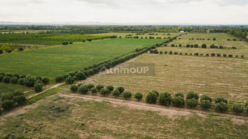 Finca en Venta en San Rafael, Mendoza