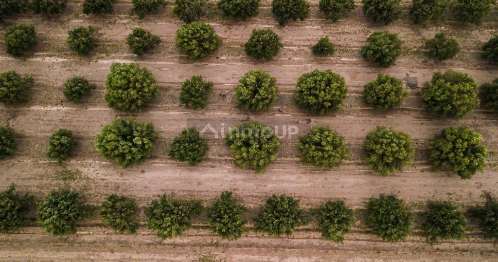 Finca en Venta en San Rafael, Mendoza