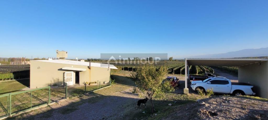 Viñedo en Venta en Tupungato, Mendoza