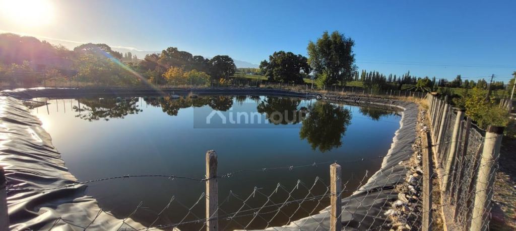 Viñedo en Venta en Tupungato, Mendoza
