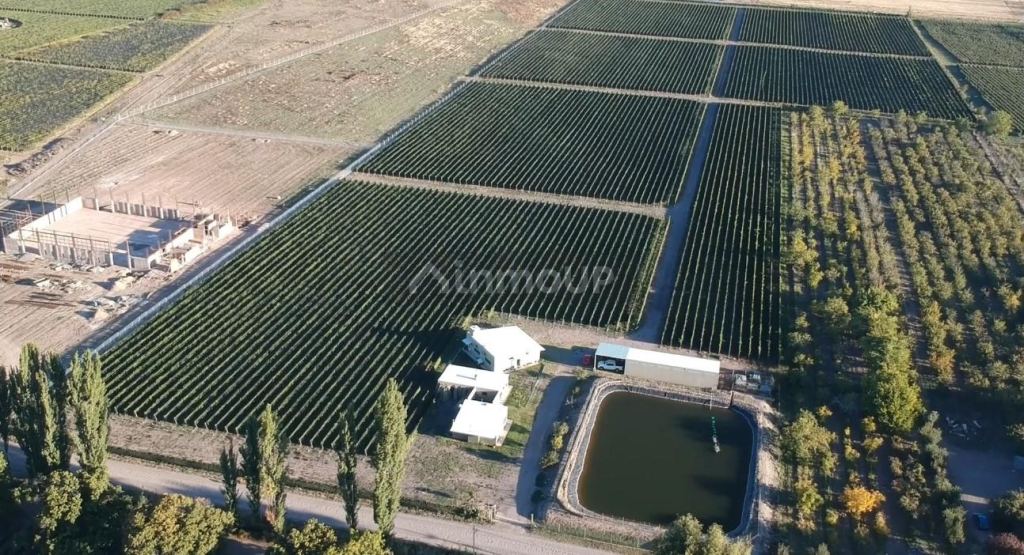 Viñedo en Venta en Tupungato, Mendoza