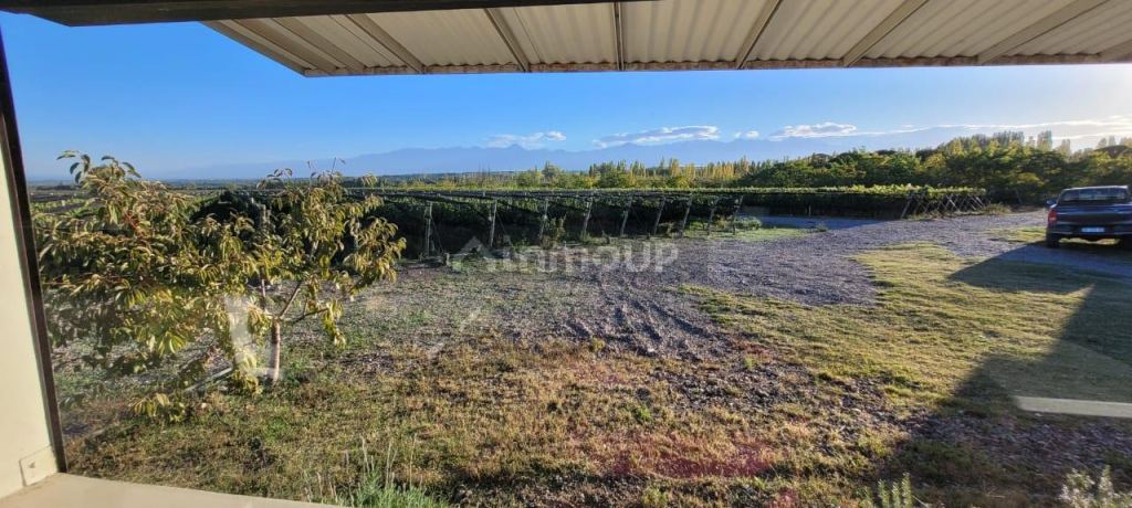 Viñedo en Venta en Tupungato, Mendoza