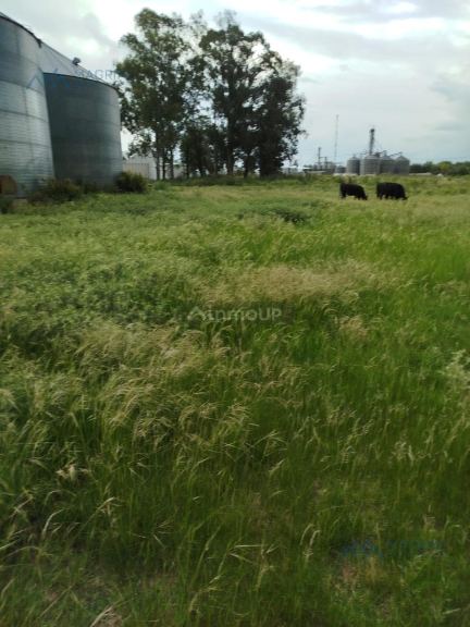 Campo en Alquiler en Pergamino, Buenos Aires Interior