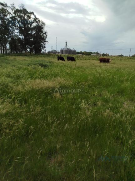 Campo en Alquiler en Pergamino, Buenos Aires Interior