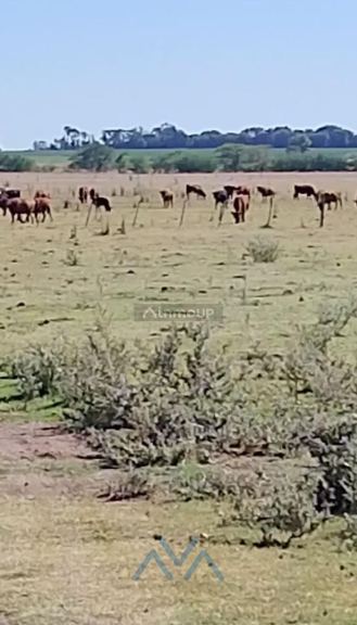 Campo en Venta en Pergamino, Buenos Aires Interior