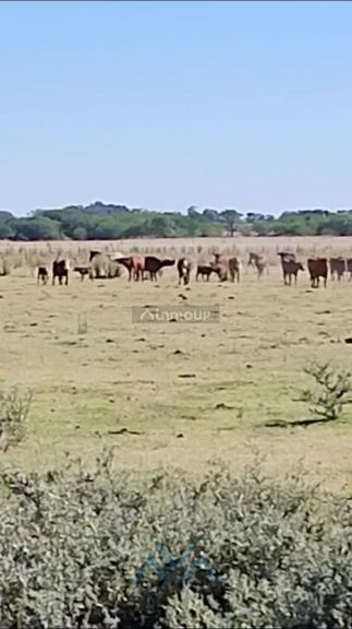 Campo en Venta en Pergamino, Buenos Aires Interior