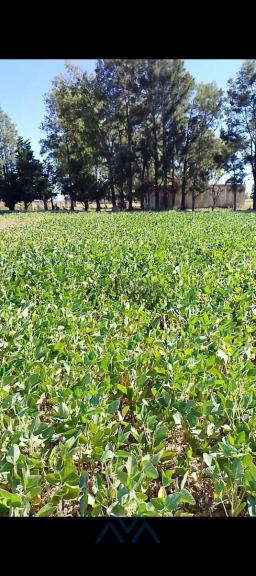 Campo en Venta en Pergamino, Buenos Aires Interior