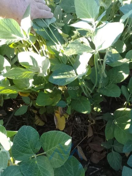 Campo en Venta en San Pedro, Misiones