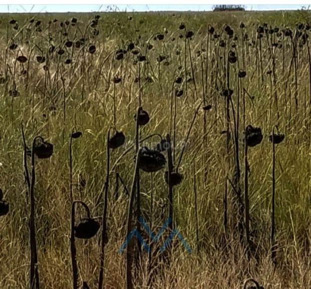 Campo en Venta en Juarez Celman, Cordoba