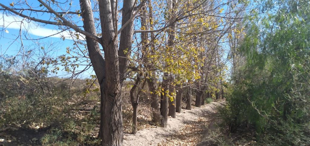 Lote en Venta en Rivadavia, Mendoza