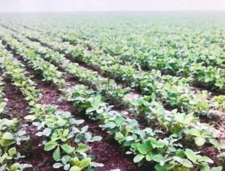 Campo en Venta en Pila, Buenos Aires Interior