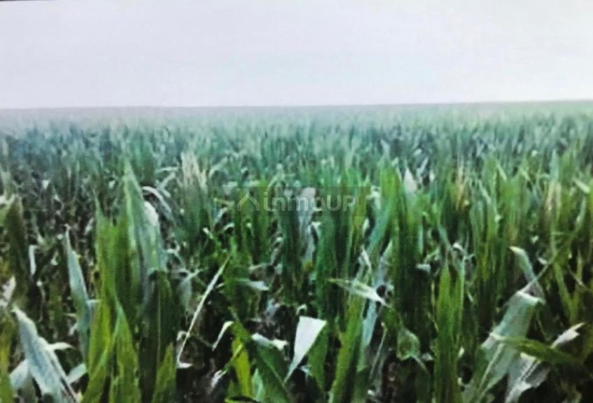 Campo en Venta en Pila, Buenos Aires Interior