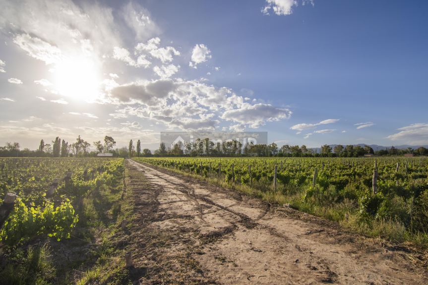 Finca en Venta en Lujan de Cuyo, Mendoza