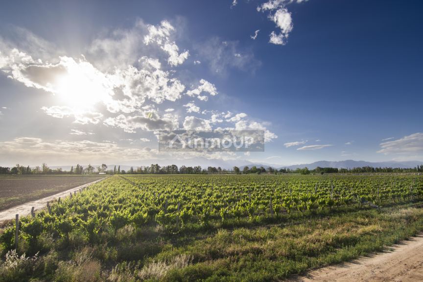 Finca en Venta en Lujan de Cuyo, Mendoza
