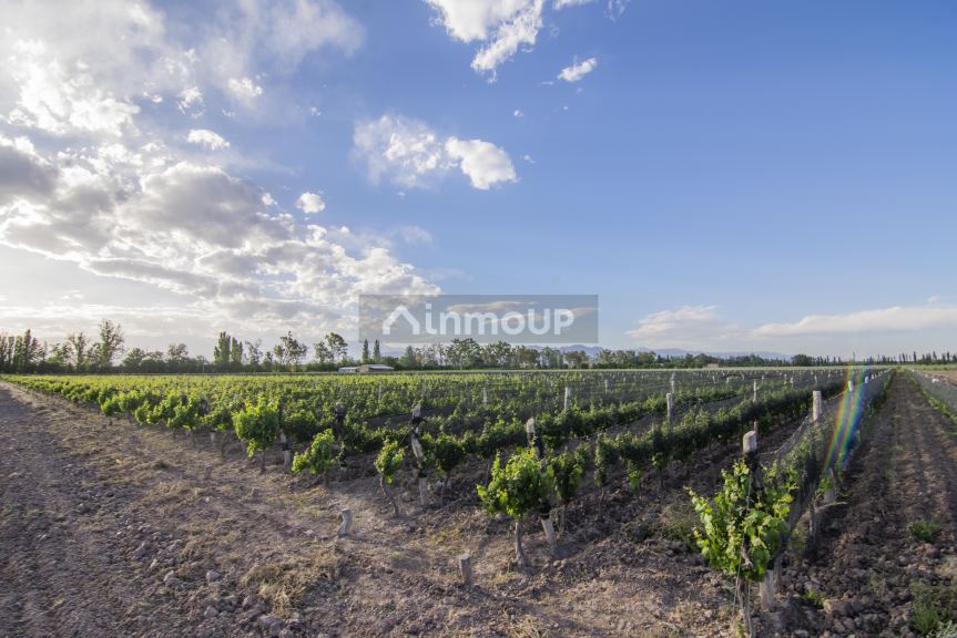 Finca en Venta en Lujan de Cuyo, Mendoza