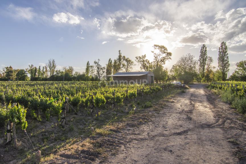 Finca en Venta en Lujan de Cuyo, Mendoza