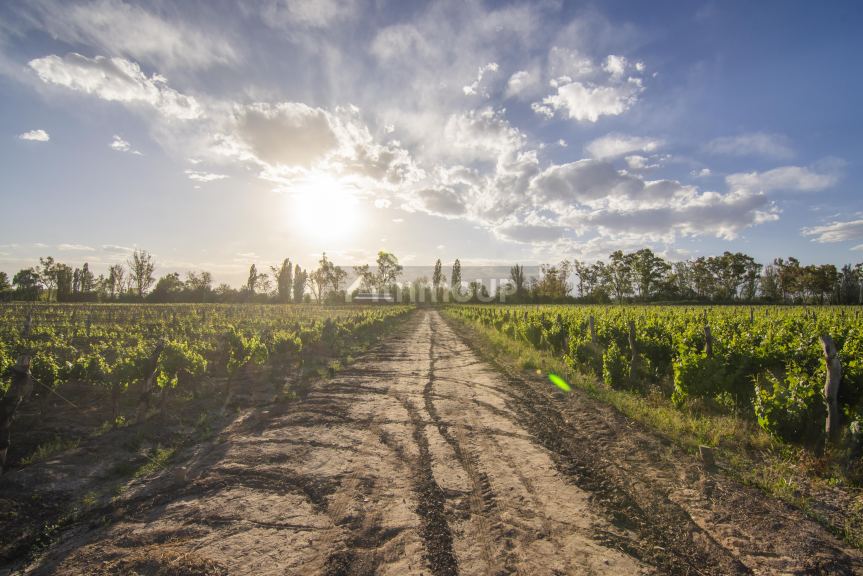 Finca en Venta en Lujan de Cuyo, Mendoza