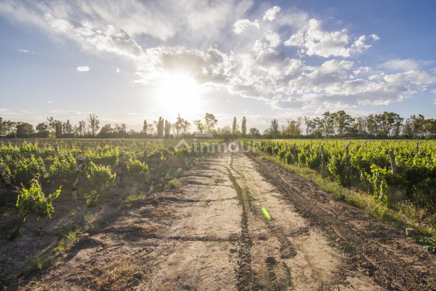 Finca en Venta en Lujan de Cuyo, Mendoza