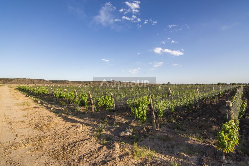 Finca en Venta en Lujan de Cuyo, Mendoza
