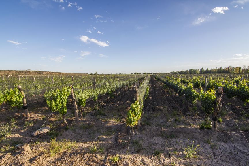 Finca en Venta en Lujan de Cuyo, Mendoza