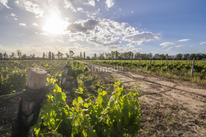 Finca en Venta en Lujan de Cuyo, Mendoza