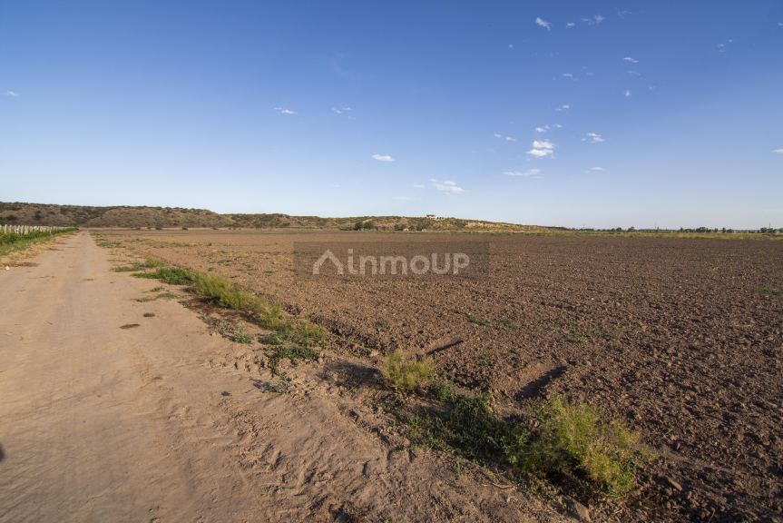 Finca en Venta en Lujan de Cuyo, Mendoza