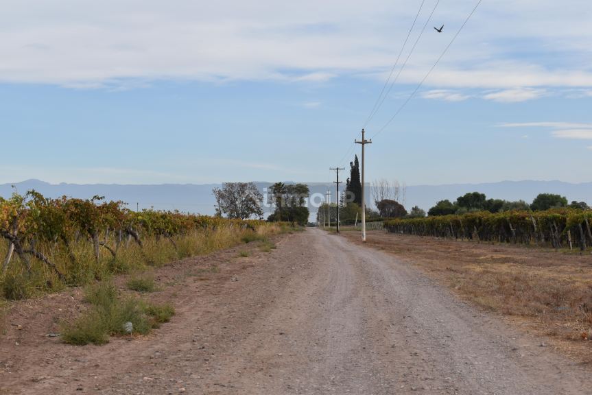 Finca en Venta en San Martin, Mendoza